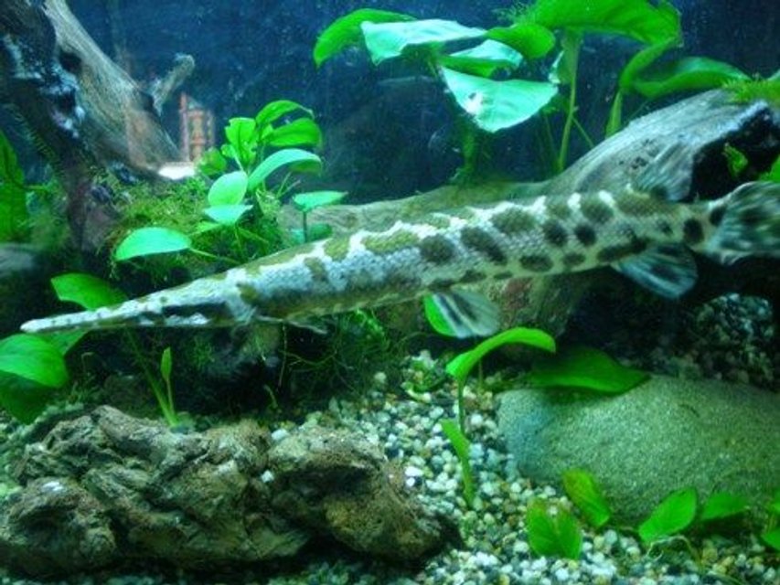 Rated #508: Freshwater Fish - Lepisosteus Platyrhincus - Garfish Stocking In 100 Gallons Tank - Another one of my babies!