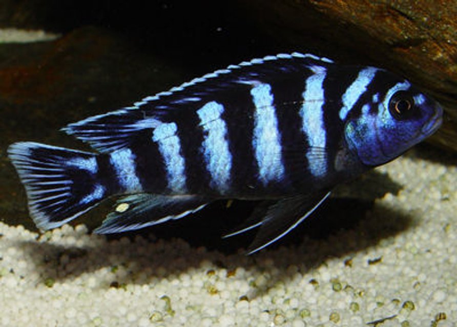 Rated #322: Freshwater Fish - Pseudotropheus Demasoni - Demasoni Cichlid - Demasoni