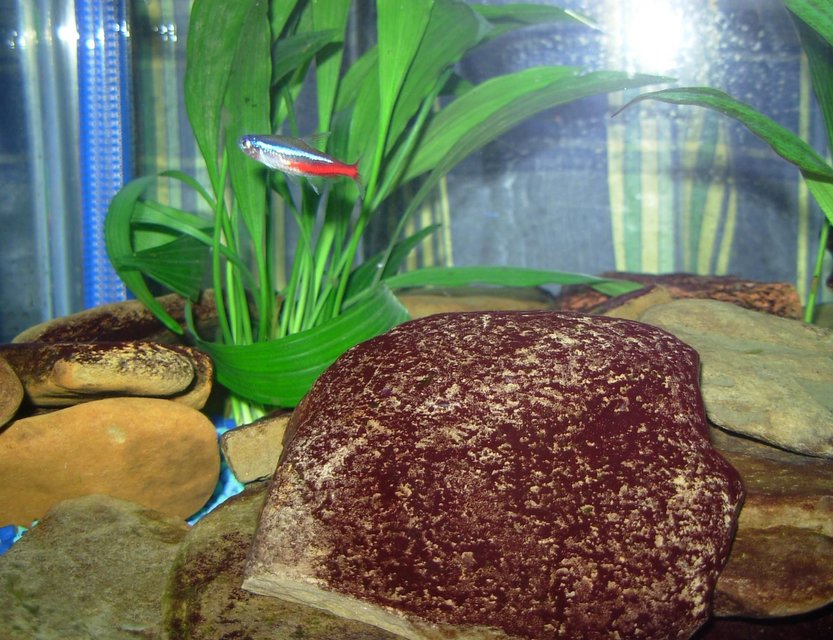 Rated #2285: Freshwater Fish - Paracheirodon Innesi - Neon Tetra Jumbo Stocking In 33 Gallons Tank - neon tetra in the plants