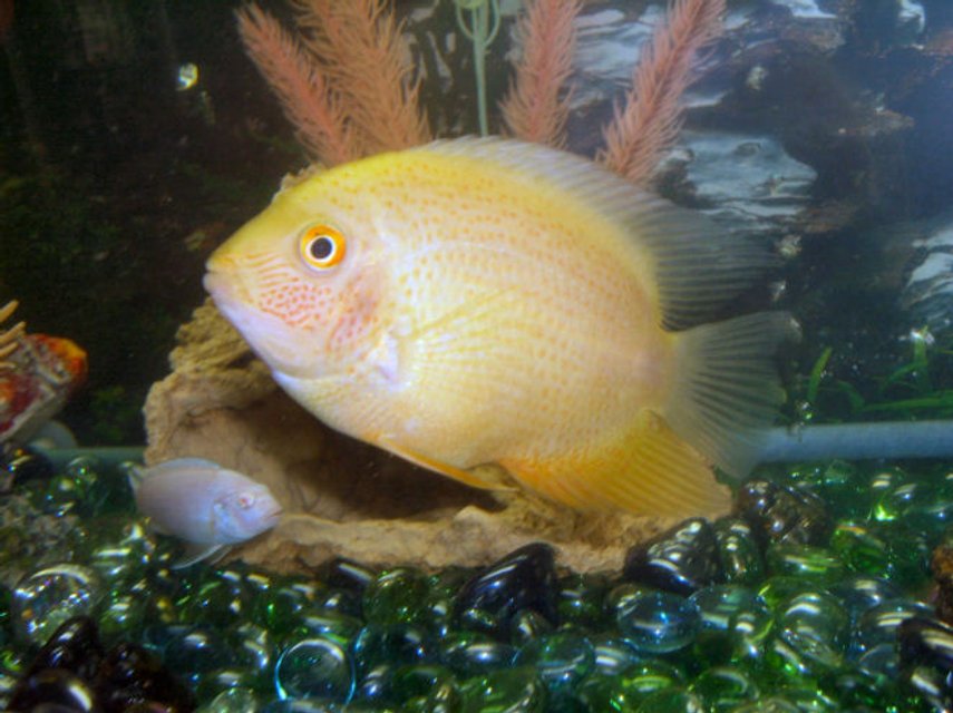 Rated #779: Freshwater Fish - Heros Serverus - Gold Severum Stocking In 30 Gallons Tank - This is Toe Jam, my sister named this one, he is a gold severum and recently just started showing this awesome coloring, good ole bloodworms.
