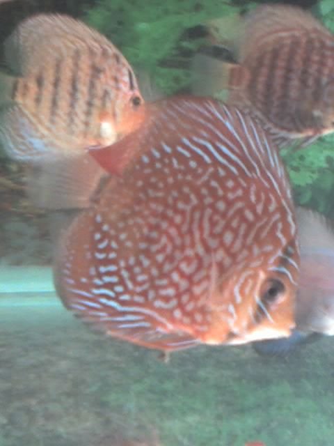 Rated #1679: Freshwater Fish - Symphysodon Spp. - Red Turquoise Discus Stocking In 60 Gallons Tank - Red Turquoise discus
