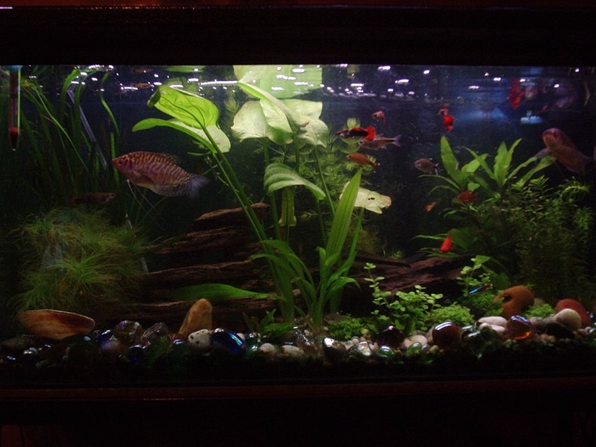Rated #225: Freshwater Fish - Trichogaster Trichopterus - Opaline Gourami Stocking In 20 Gallons Tank - My planted community tank