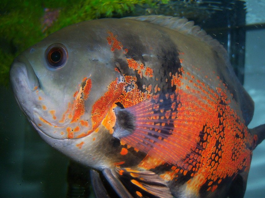 Rated #382: Freshwater Fish - Astronotus Ocellatus - Tiger Oscar Stocking In 55 Gallons Tank - TIger Oscar
