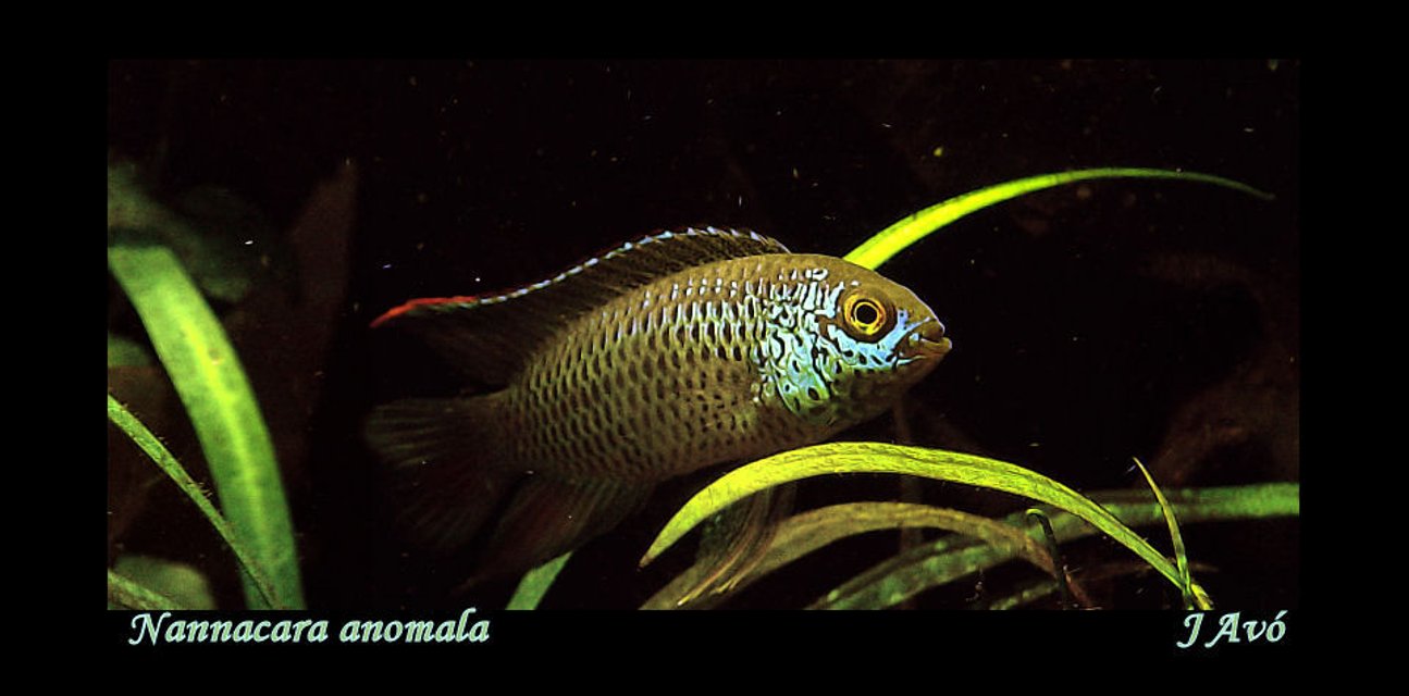 Rated #960: Freshwater Fish - Nannacara Anomala - Golden Dwarf Cichlid Stocking In 15 Gallons Tank - Nannacara anomala (male)