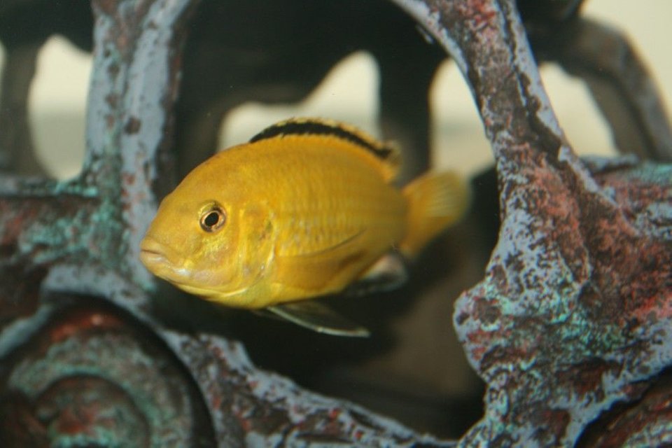 Rated #768: Freshwater Fish - Labidochromis Caeruleus - Electric Yellow Cichlid Stocking In 40 Gallons Tank - Electric Yellow