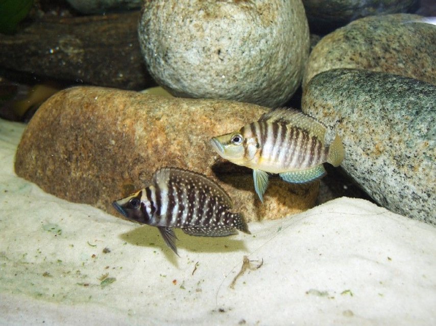 Rated #931: Freshwater Fish - Altolamprologus Compressicep - Gold Head Compressicep Cichlid Stocking In 79 Gallons Tank - Altolamprologus calvus and compressiceps