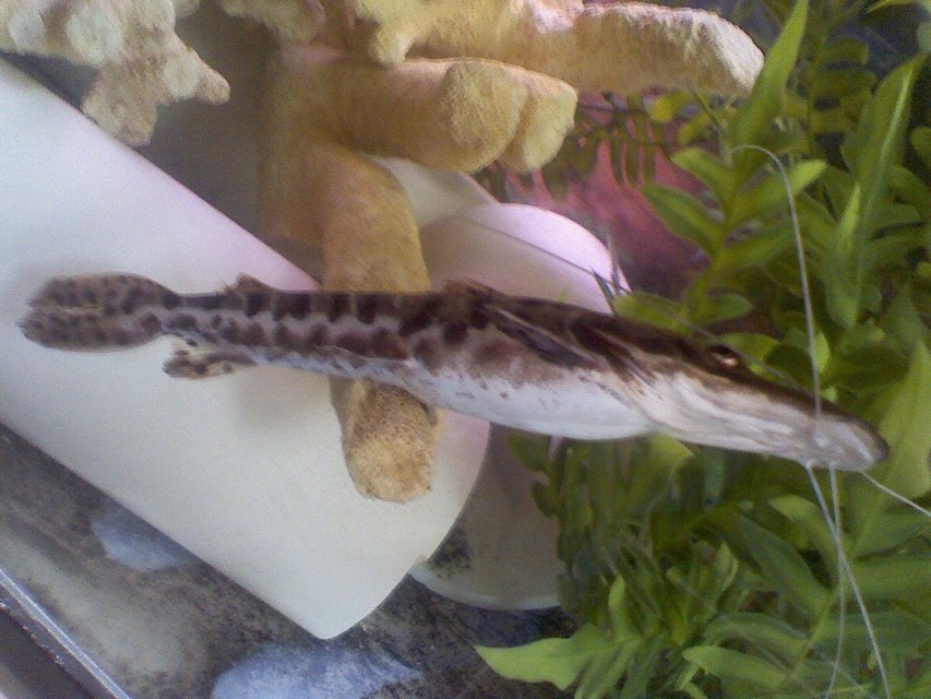 Rated #1479: Freshwater Fish - Pseudoplatystoma Fasciatum - Tiger Shovelnose Cat Stocking In 60 Gallons Tank - HE'S GETTING TO BIG TOO FAST....WHAT CAN I DO
?