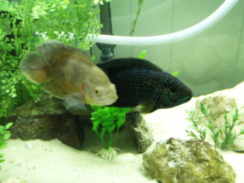 Rated #1407: Freshwater Fish - Astronotus Ocellatus - Albino Oscar Stocking In 75 Gallons Tank - 1 yr old Jack Dempsey and Oscar