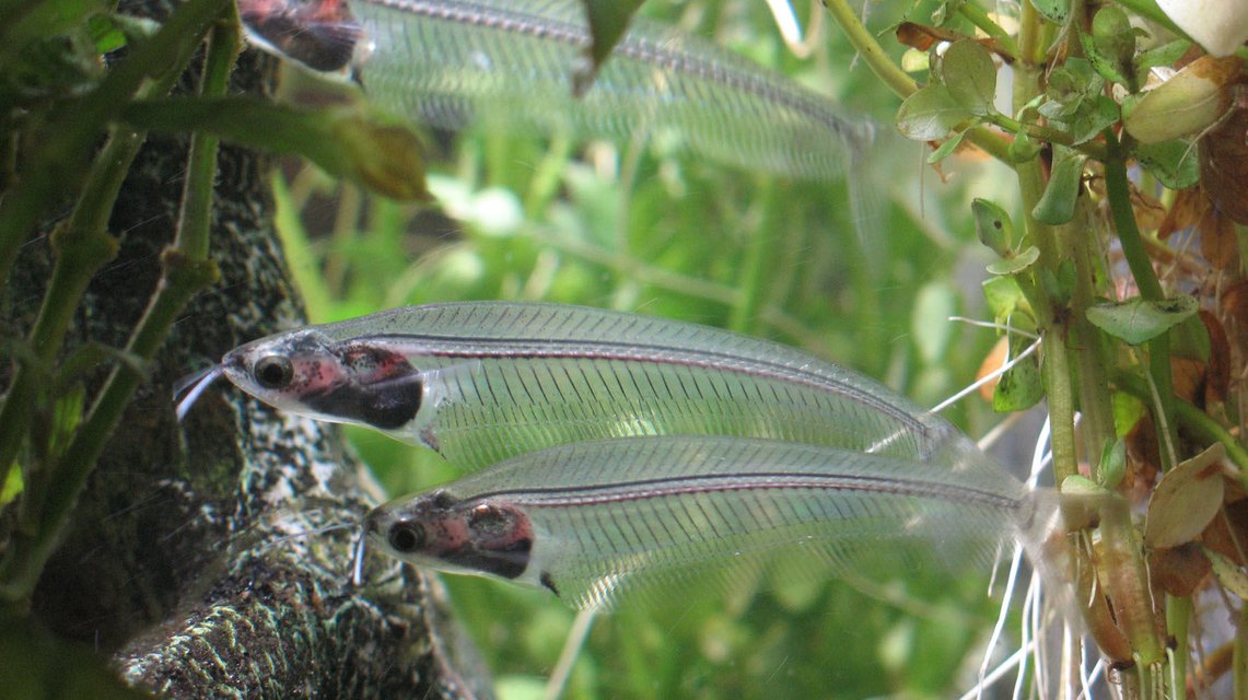 Rated #357: Freshwater Fish - Kryptopterus Bicirrhis - Ghost Glass Cat Stocking In 30 Gallons Tank - I think God forgot to give them skin !
