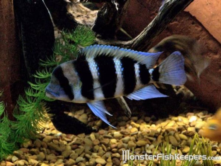 Rated #406: Freshwater Fish - Cyphotilapia Frontosa - Frontosa Cichlid Stocking In 300 Gallons Tank - Frontosa Cichlid