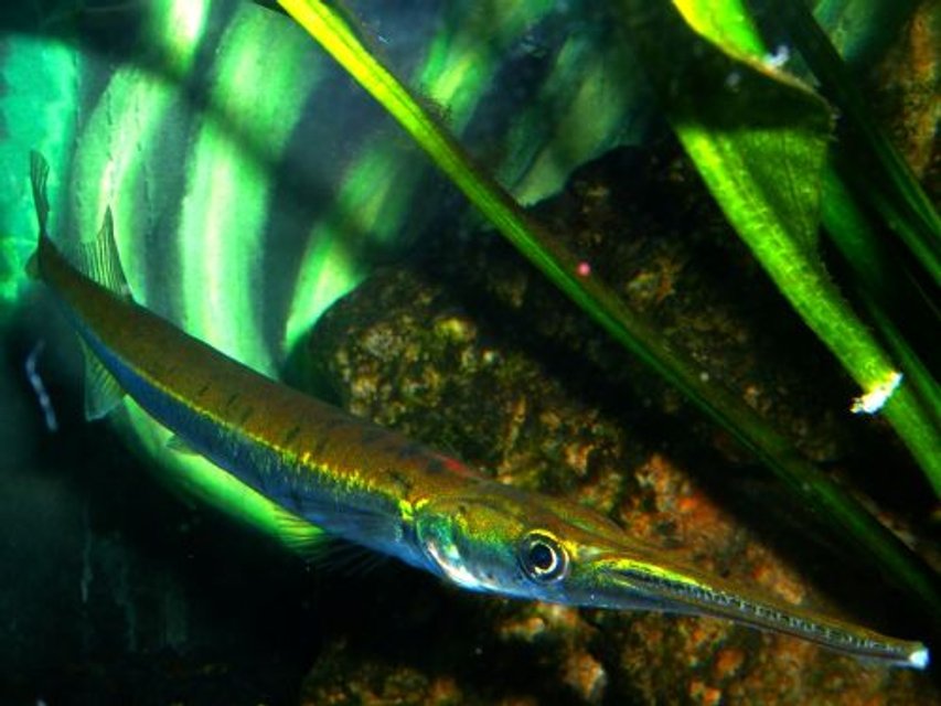 Rated #395: Freshwater Fish - Xenentodon Cancila - Needle Nose Gar Stocking In 80 Gallons Tank - Needle Fish