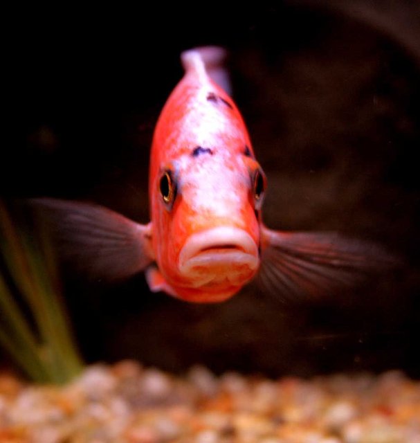 Rated #850: Freshwater Fish - Aulonocara Nyassae Var. - Peacock Cichlid, Orange Blossom Stocking In 90 Gallons Tank - OB hybrid peacock....very curious