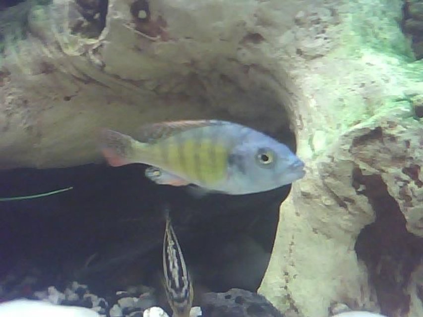 Rated #1300: Freshwater Fish - Haplochromis Sp. 44 - Red Tail Stocking In 60 Gallons Tank - hi