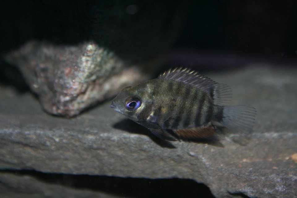 Rated #958: Freshwater Fish - Heros Serverus - Green Severum Stocking In 55 Gallons Tank - Green severum baby.