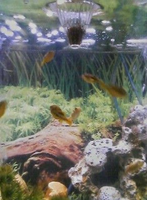 Rated #2267: Freshwater Fish - Carinotetraodon Travancoricus - Dwarf Puffer Stocking In 46 Gallons Tank - 7 Freshwater Dwarf Puffer Fish going up to eat