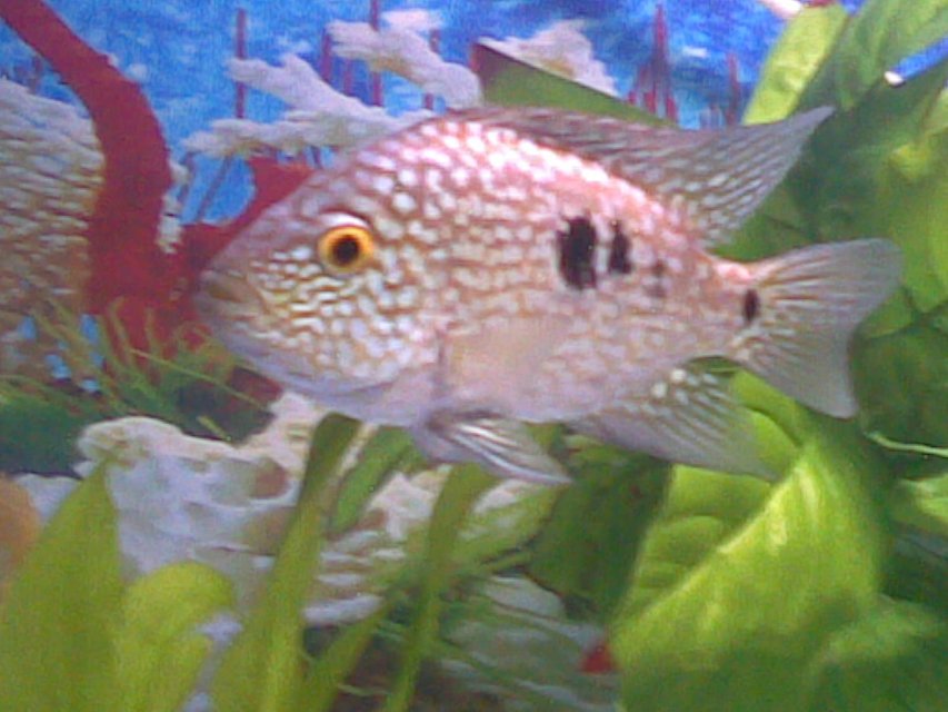 Rated #1445: Freshwater Fish - Herichthys Cynoguttatus - Texas Cichlid Stocking In 55 Gallons Tank - My Texas