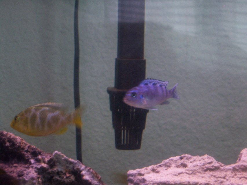 Rated #1230: Freshwater Fish - Nimbochromis Venustus - Venustus Cichlid Stocking In 55 Gallons Tank - my venusa and kenyi