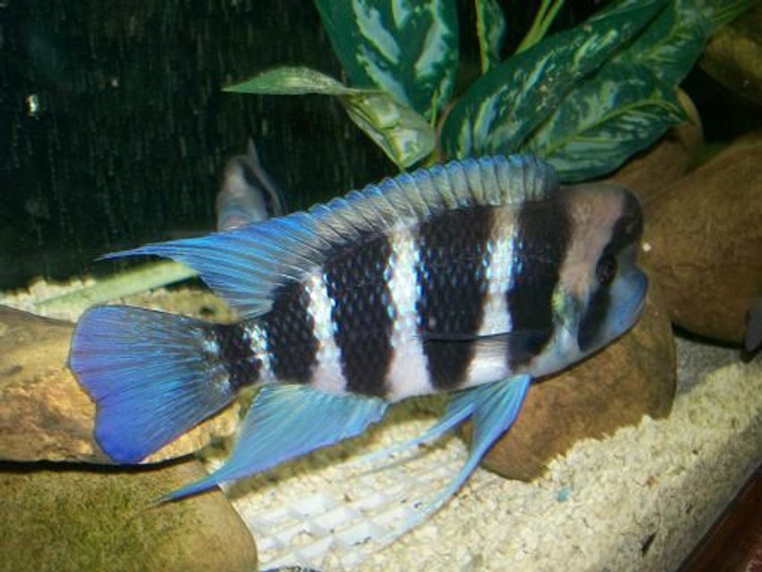 Rated #212: Freshwater Fish - Cyphotilapia Frontosa - Frontosa Cichlid Stocking In 180 Gallons Tank - Male frontosa