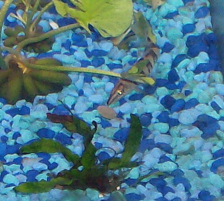 Rated #258: Freshwater Fish - Botia Hymenophysa - Tiger Botia Loach Stocking In 30 Gallons Tank - Tiger (Loach) Ravaging a sinking alge wafer.  He loves these, and attacks it before taking it to one of his hiding spots.  Certainly my most exciting fish to watch.