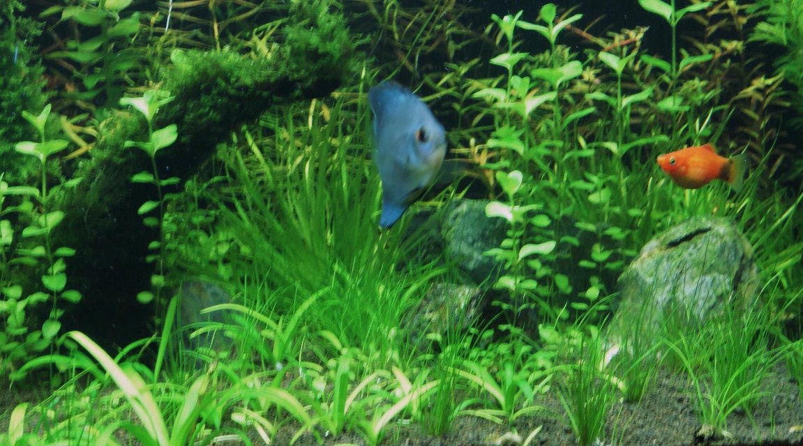 Rated #1704: Freshwater Fish - Symphysodon Spp. - Neon Blue Discus Stocking In 80 Gallons Tank - Hey! how r u?