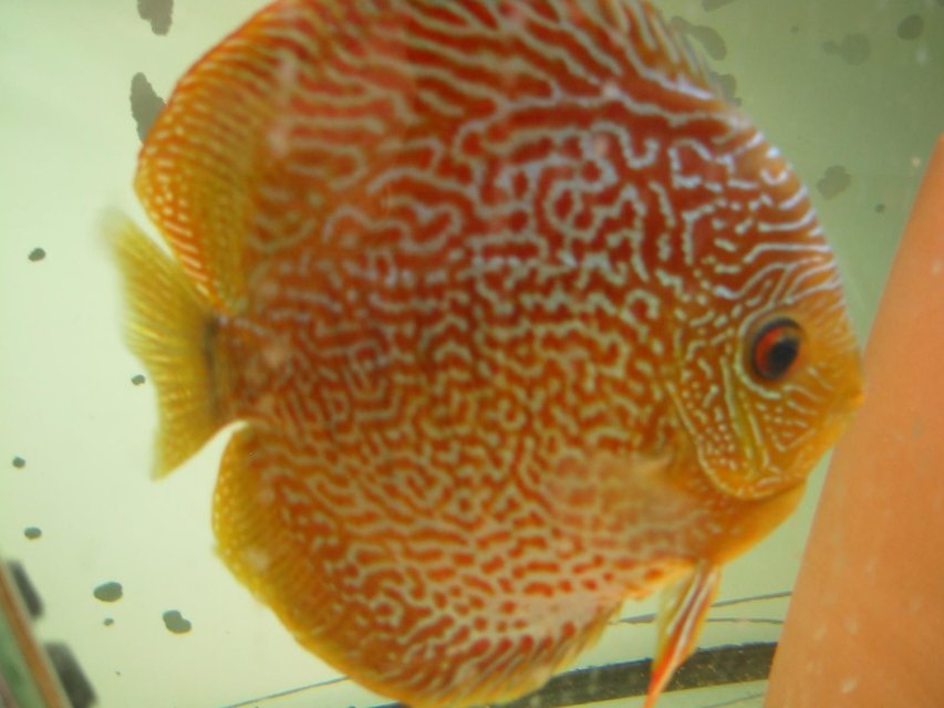Rated #175: Freshwater Fish - Oriental Dream Discus - -