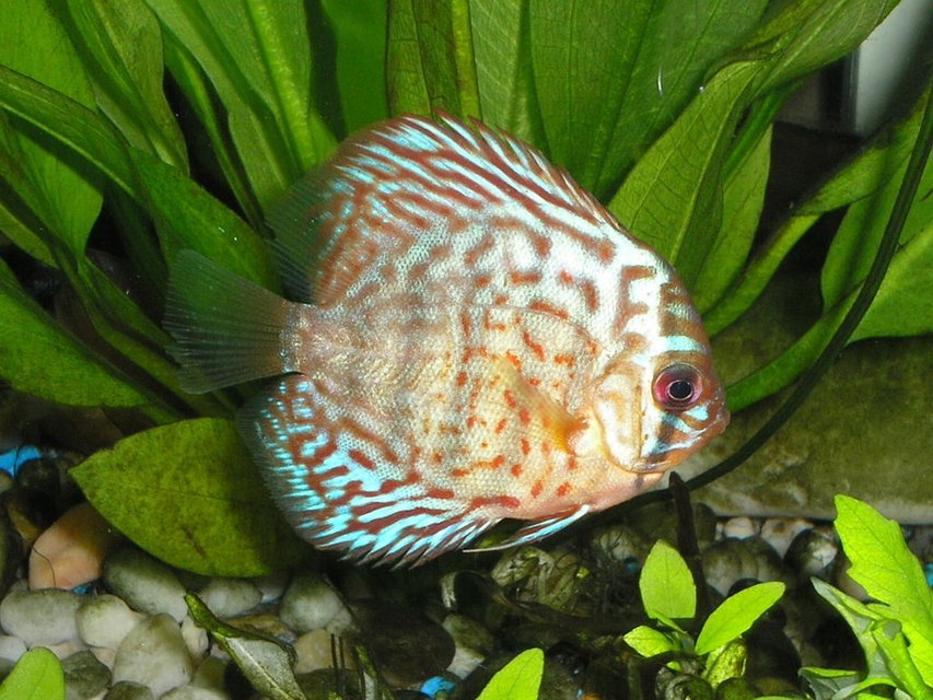 Rated #665: Freshwater Fish - Blue Turquoise Discus Stocking In 55 Gallons Tank - Blue Turquoise Discus cruising by