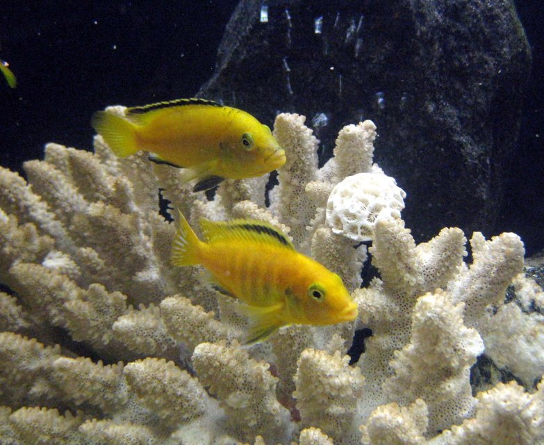 Rated #714: Freshwater Fish - Labidochromis Caeruleus - Electric Yellow Cichlid Stocking In 55 Gallons Tank - electric yellow