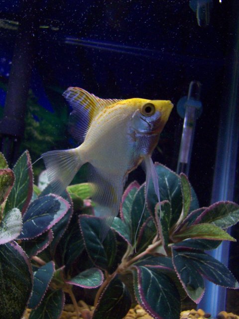 Rated #1032: Freshwater Fish - Pterophyllum Sp. - White Blushing Angel Stocking In 55 Gallons Tank - one of my angelfish