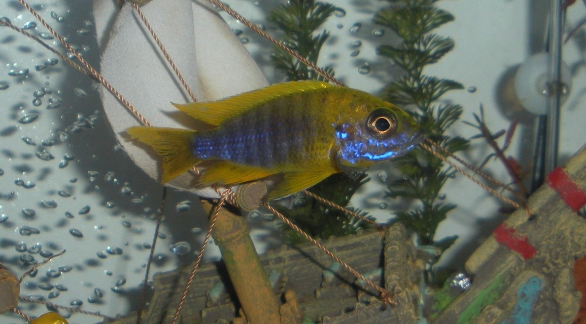 Rated #73: Freshwater Fish - Aulonocara Baenschi - Sunshine Peacock Stocking In 20 Gallons Tank - Banga Peacock