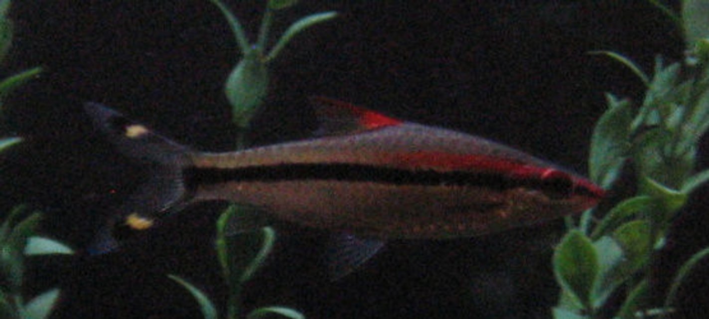 Rated #2082: Freshwater Fish - Barbus Denisonii - Denison Barb Stocking In 125 Gallons Tank - Red Line Rasabora