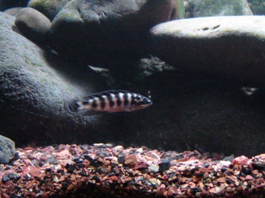 Rated #1490: Freshwater Fish - Julidochromis Transcriptus - Masked Julie Stocking In 22 Gallons Tank - Julidochromis