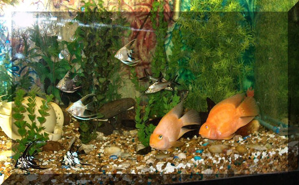 Rated #1573: Freshwater Fish - Heros Severus X Amphilophus Citrinellum - Blood Parrot Stocking In 120 Gallons Tank - My sweet blood parrots