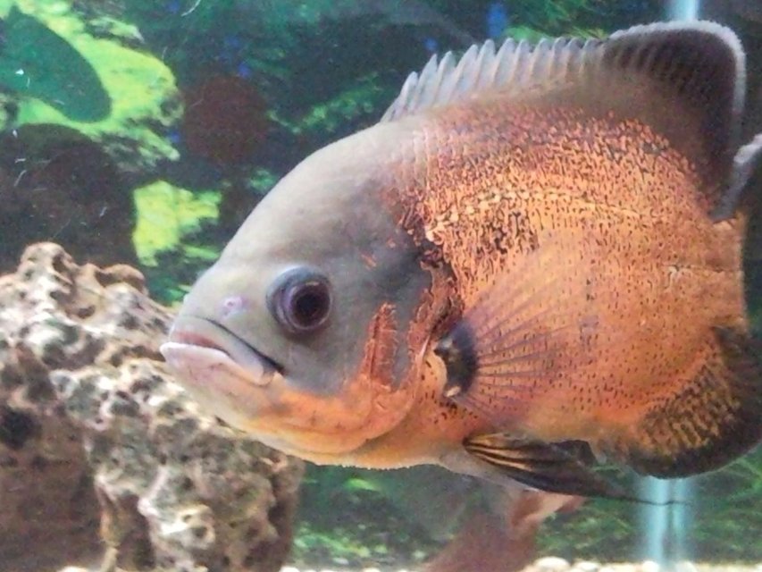 Rated #465: Freshwater Fish - Astronotus Ocellatus - Red Oscar Stocking In 150 Gallons Tank - My other favourite Oscar. About 1.5 years old and eating my pocket dry. Soon I will be post images of their bigger tank. Moving to a 6 foot tank. I have been taking my time to set it up, so that the job gets done properly.