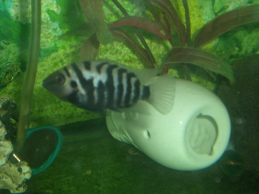 Rated #2274: Freshwater Fish - Archocentrus Nigrofasciatus - Black Convict Cichlid Stocking In 90 Gallons Tank - my convict