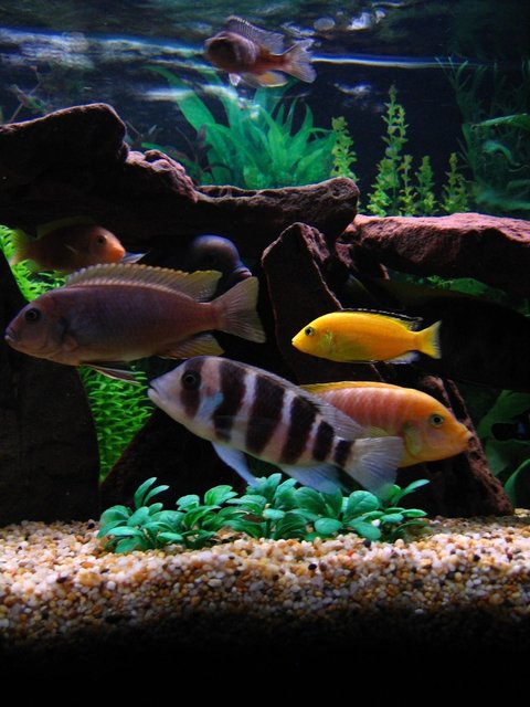 Rated #225: Freshwater Fish - Cyphotilapia Frontosa - Frontosa Cichlid Stocking In 75 Gallons Tank - Red Top Zebra, Red Zebra, Blue Dolphin, Jacobfrebiergi, Frontosa, Hajomaylandi, Electric Yellow.