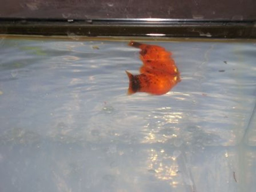 Rated #280: Freshwater Fish - Xiphophorus Maculatus - Red Wag Platy Stocking In 10 Gallons Tank - My Orange Platy!