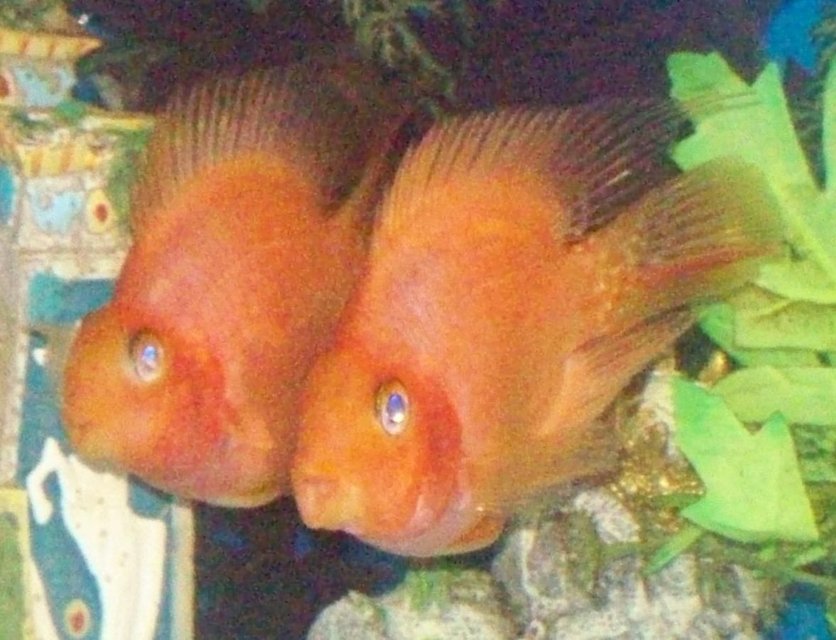 Rated #2265: Freshwater Fish - Heros Severus X Amphilophus Citrinellum - Blood Parrot Stocking In 30 Gallons Tank - Blood Parrots (male and female).