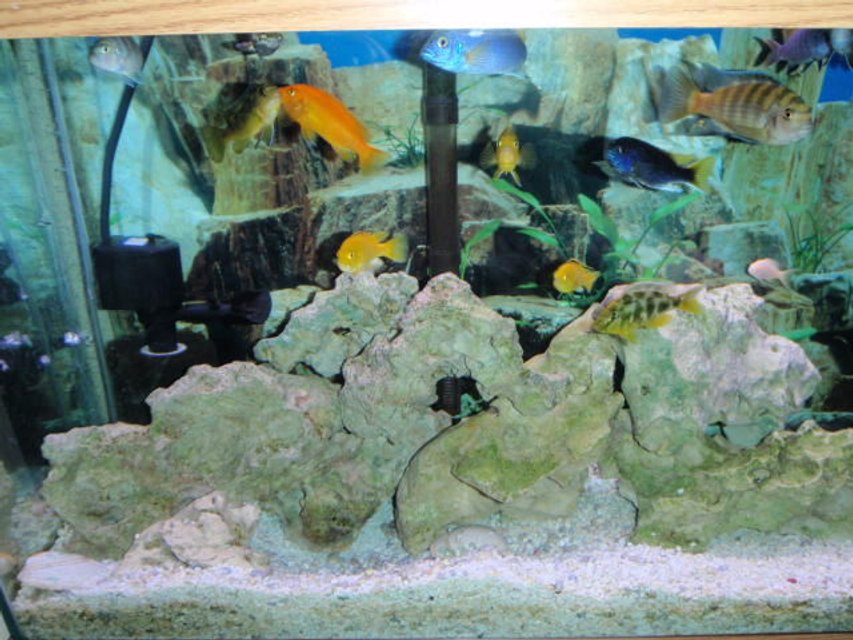 Rated #2302: Freshwater Fish - Nimbochromis Venustus - Venustus Cichlid Stocking In 55 Gallons Tank - h