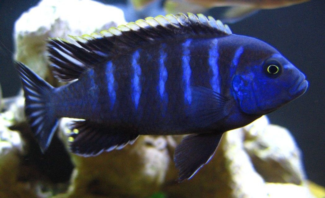 Rated #148: Freshwater Fish - Pseudotropheus Red Top Gallireya Stocking In 125 Gallons Tank - Red top dwarf