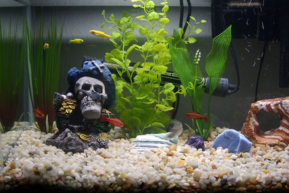 Rated #2214: Freshwater Fish - Xiphophorus Helleri - Swordtail Stocking In 10 Gallons Tank - First tank!