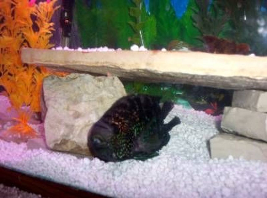 Rated #148: Freshwater Fish - Nandopsis Octofasciatum - Jack Dempsey Stocking In 75 Gallons Tank - "Dumpster" got a eviction notice after eating a smaller chiclid.he now lives in a deluxe 30 gal apartment with a couple of goldfish.