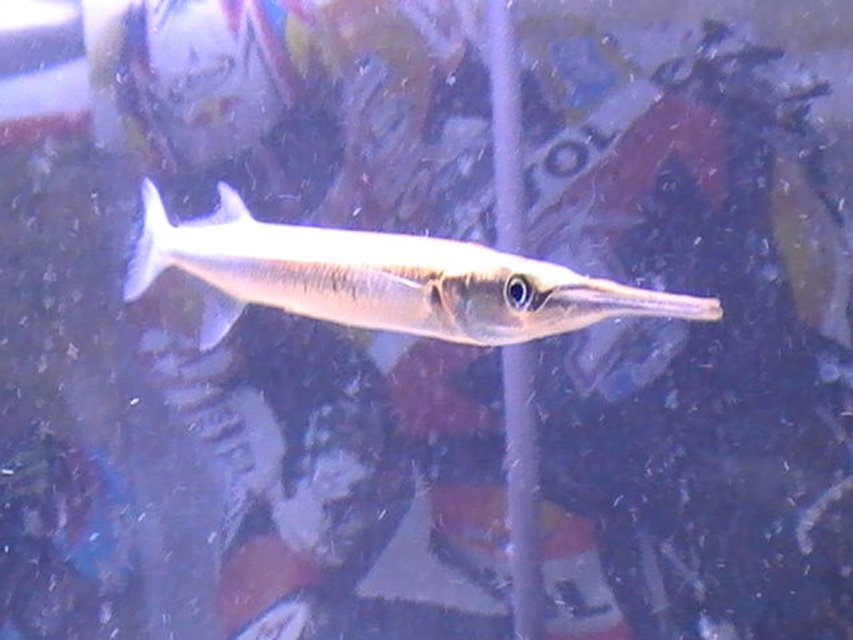 Rated #1240: Freshwater Fish - Xenentodon Cancila - Needle Nose Gar Stocking In 55 Gallons Tank - coming soon