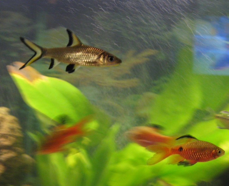 Rated #1713: Freshwater Fish - Balantiocheilus Melanopterus - Bala Shark Stocking In 75 Gallons Tank - Bala Shark, Rosey Barb