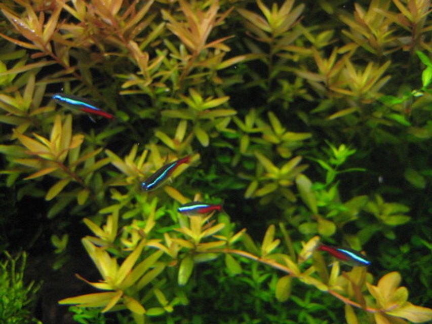Rated #1797: Freshwater Fish - Paracheirodon Innesi - Neon Tetra Jumbo Stocking In 29 Gallons Tank - Tetras hangin out on a warm day
