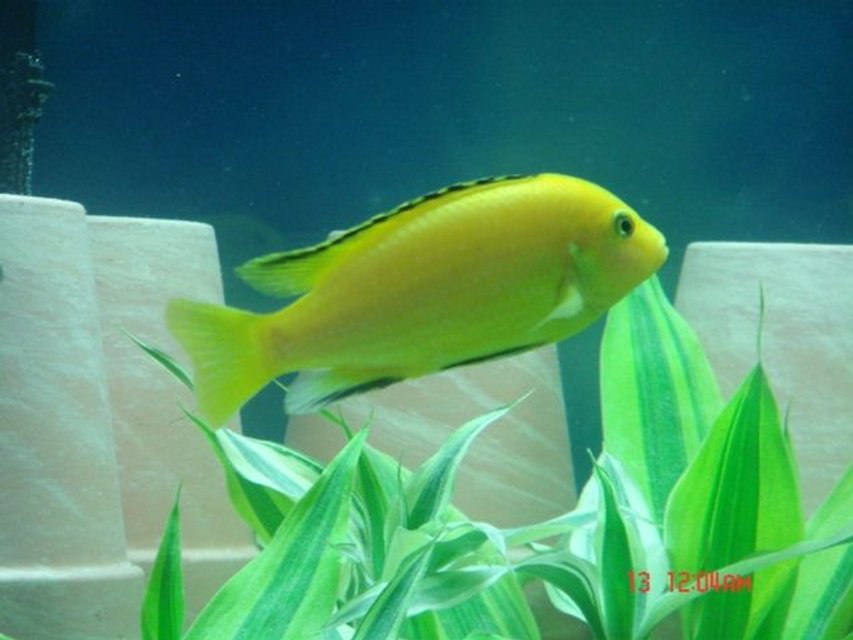 Rated #751: Freshwater Fish - Labidochromis Caeruleus - Electric Yellow Cichlid Stocking In 75 Gallons Tank - Electric Yellow Lab