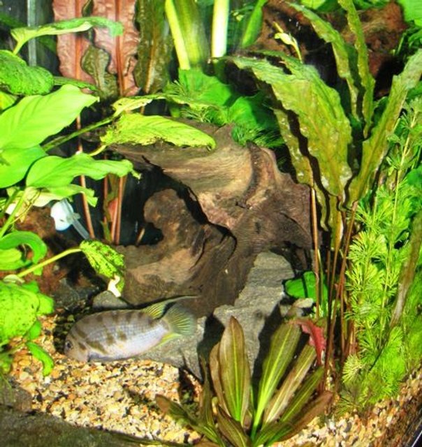 Rated #1646: Freshwater Fish - Archocentrus Nigrofasciatus - Black Convict Cichlid Stocking In 72 Gallons Tank - My convict and clown pleco doing an appearance for the camera