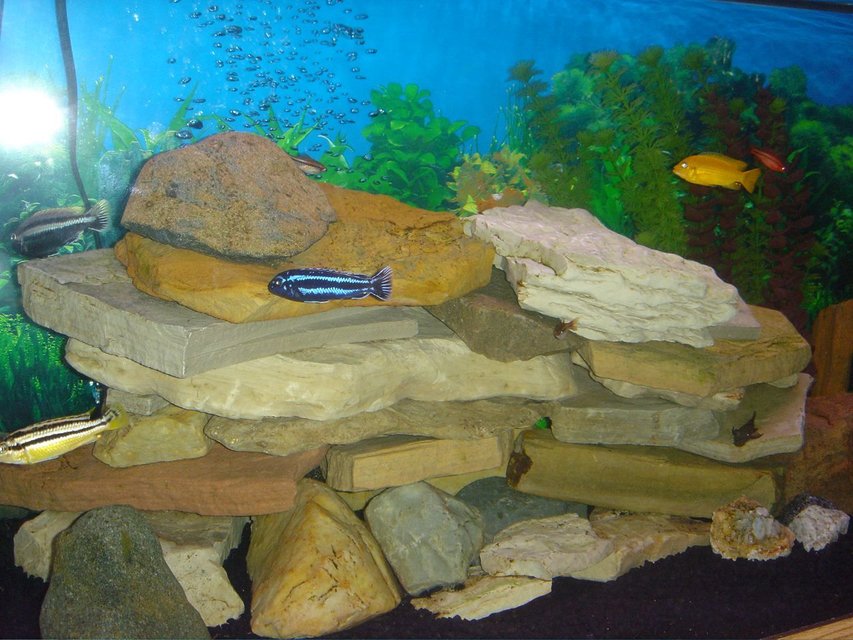 Rated #1283: Freshwater Fish - Melanochromis Cyaneorhabdos - Maingano Cichlid Stocking In 75 Gallons Tank - The main rock tower and some fish.