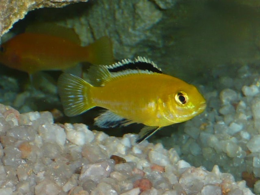 Rated #831: Freshwater Fish - Labidochromis Caeruleus - Electric Yellow Cichlid Stocking In 50 Gallons Tank - Labidochromis caeruleus (Electric Yellow)