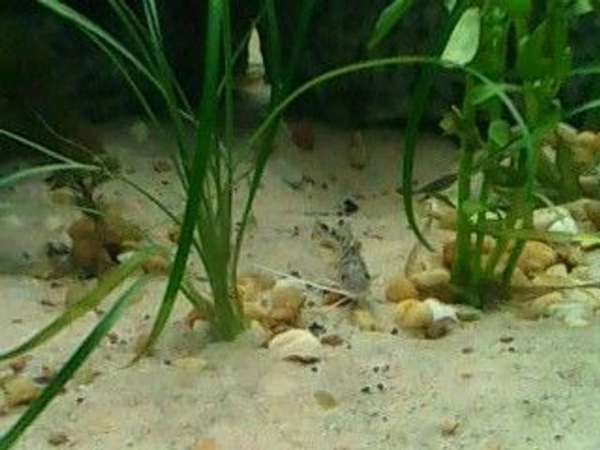 Rated #2126: Freshwater Fish - Pimelodus Pictus - Pictus Cat Stocking In 160 Gallons Tank - Pictus Cat- juvenile