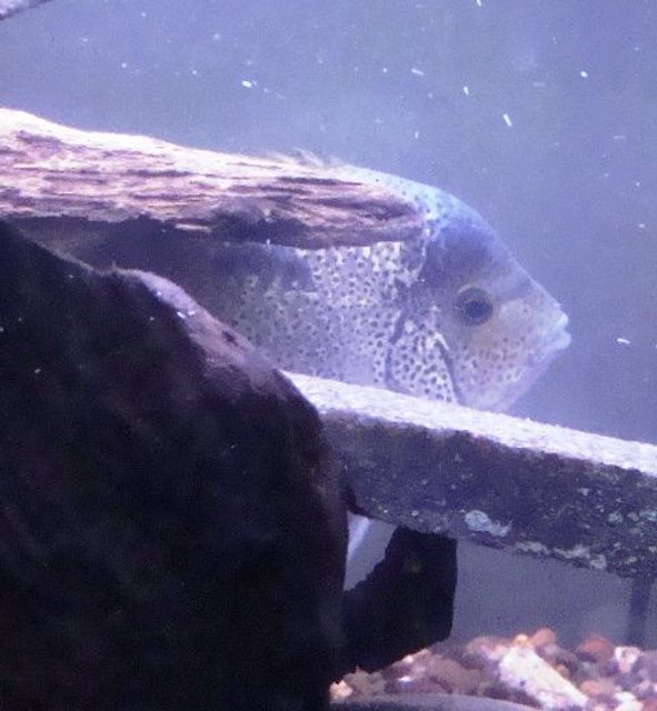 Rated #1452: Freshwater Fish - Vieja Argentea - White Cichlid Stocking In 55 Gallons Tank - Vieja argentea peekin out